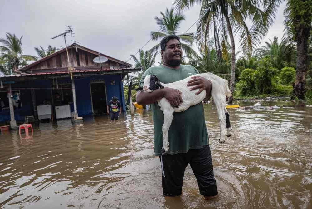 Penduduk setempat, Mazlan Md Zin, 45, menyelamatkan kambing ternakan beliau ketika tinjauan di kawasan yang terjejas akibat banjir di sekitar daerah Hilir Perak. Foto Bernama