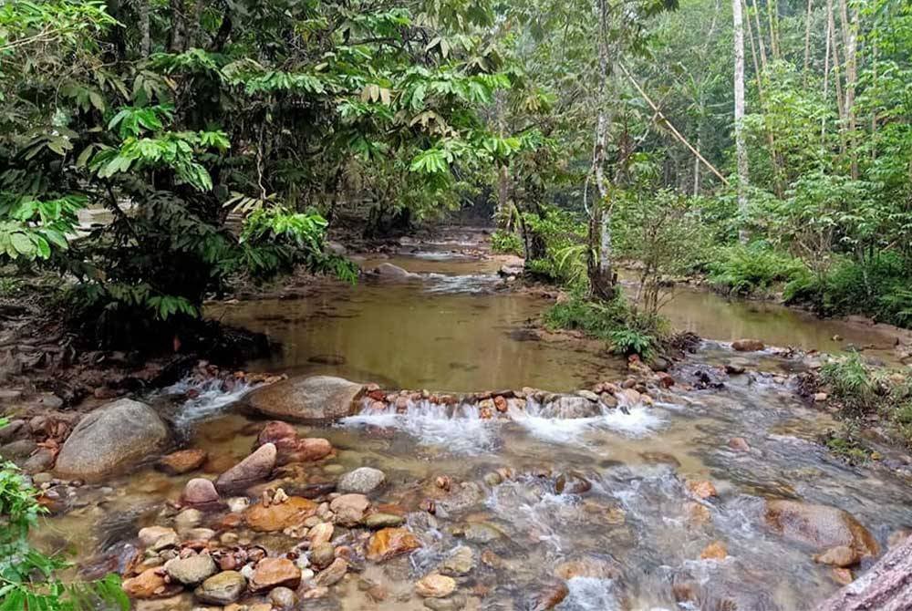 Jabatan Perhutanan Negeri Selangor mengumumkan penutupan sementara semua aktiviti rekreasi di Hutan Simpanan Kekal dan Taman Eko Rimba di bawah seliaannya bermula 15 November ini. Gambar hiasan