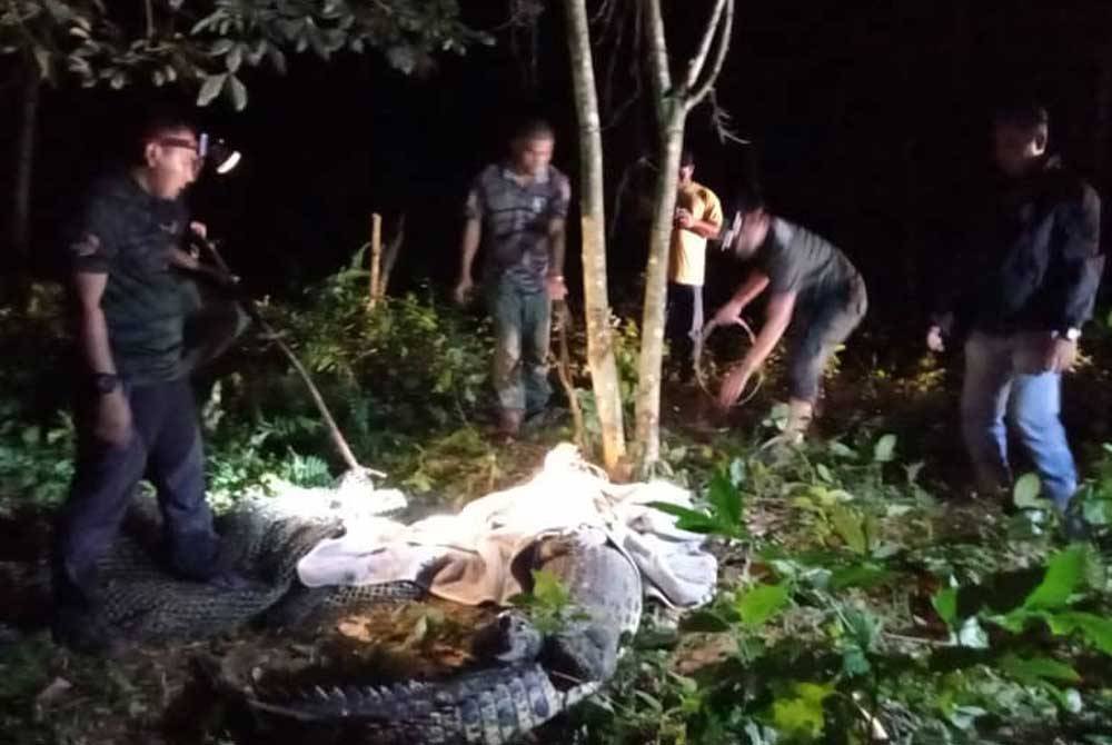 Seramai lapan anggota Perhilitan Terengganu menangkap seekor buaya tembaga seberat 80 kilogram dalam operasi di Kampung Padang Buluh, Besut pada malam Selasa.