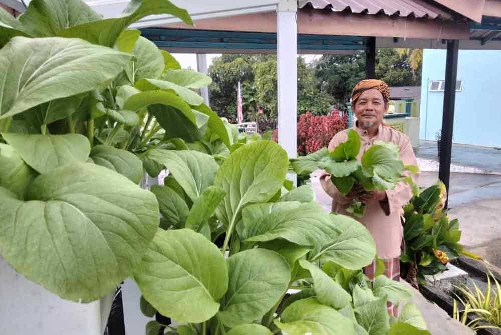 Mat Yaman menunjukkan sawi segar yang dipetik dari bekas hidroponik.