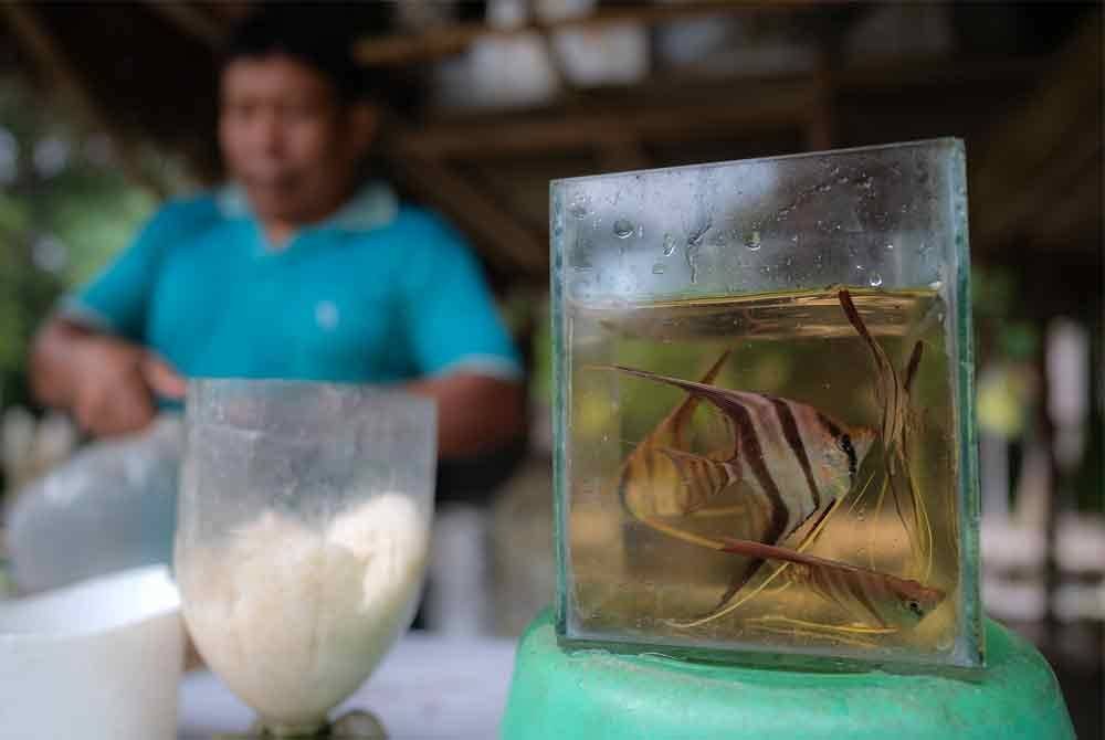 Seorang pemborong ikan sedang membungkus ikan hiasan untuk dihantar di Bogota, Colombia