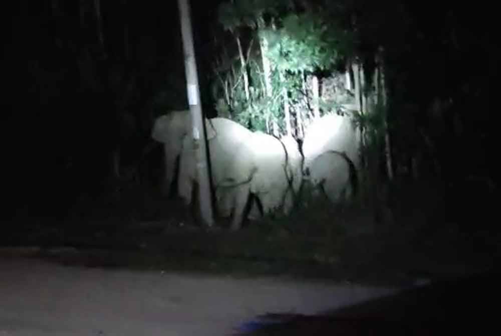 Kakitangan Perhilitan mengambil tindakan menghalau kumpulan gajah liar ke hutan berhampiran di Gerik. Foto ihsan pembaca