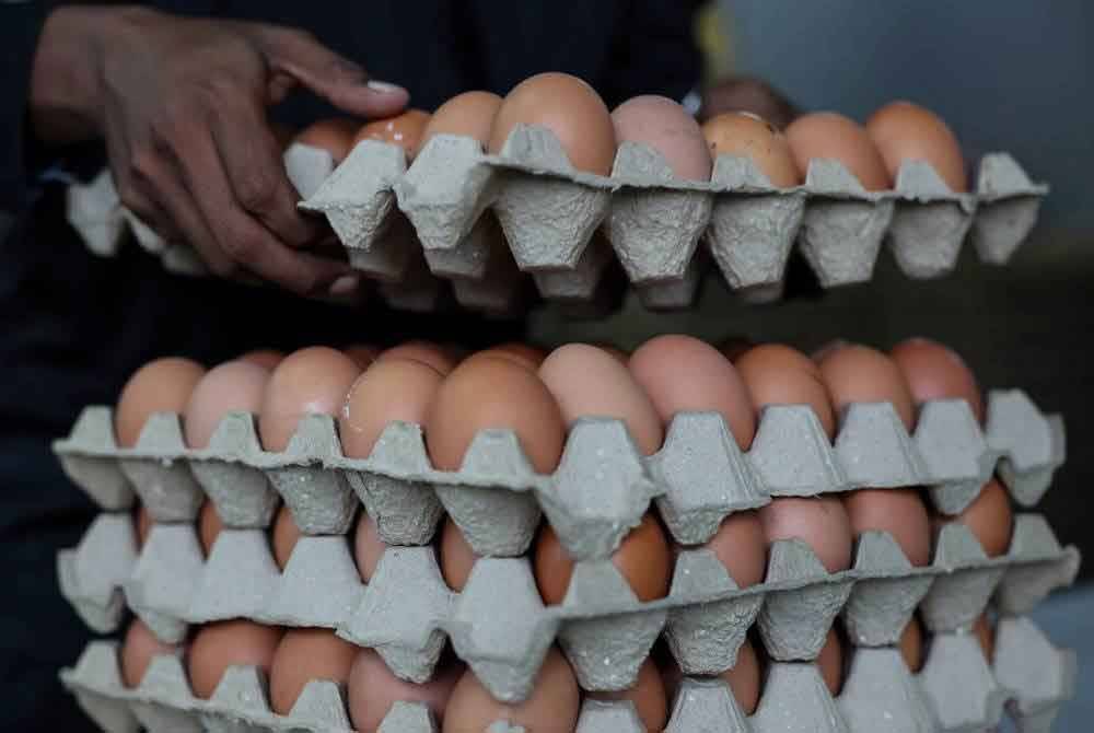 KPDN tidak menerima sebarang aduan berkaitan masalah bekalan atau kenaikan harga telur ayam di Sandakan sepanjang tahun ini. Foto hiasan