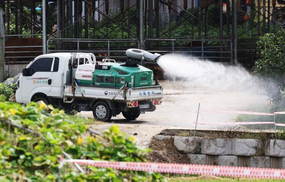 Sebuah trak kuarantin menyembur disinfektan di sekitar ladang lembu di Yeoju, Wilayah Gyeonggi yang menyaksikan wabak penyakit kulit berketul - Foto: Yonhap