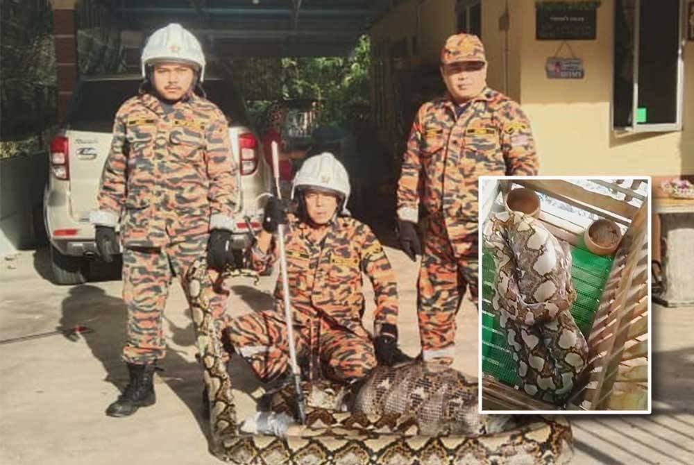 Hamdan (tengah) bersama ular sawa jantan sepanjang 7.1 meter seberat 240 kg yang ditangkap di Kampung Ngangoh, Kuala Krai pada Ahad.