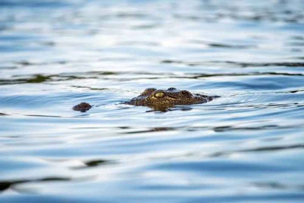 Perhilitan Perak tidak menemui kesan baharu atau tanda kehadiran buaya di sebatang anak sungai Kampung Pasir Jenderis, dekat Pasir Salak baru-baru ini. Gambar hiasan