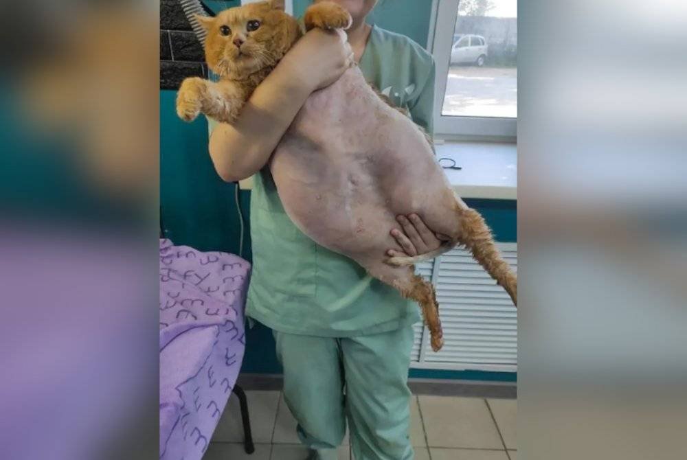 Crumbs mendapatkan rawatan untuk menguruskan badan di sebuah pusat veterinar di Perm, Rusia. Agensi