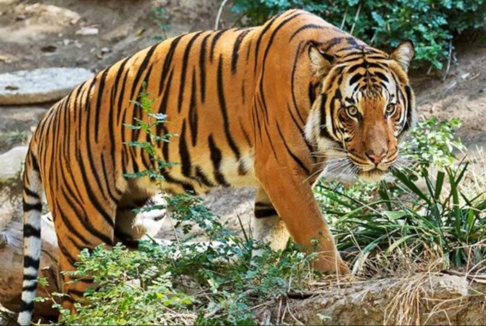 Sekumpulan 13 pekerja kontraktor cemas apabila terserempak dengan dua ekor harimau belang ketika sedang melakukan kerja-kerja menurap jalan di Jalan Gua Musang-Kenyir dekat Aring 5 di Gua Musang, semalam. Gambar hiasan