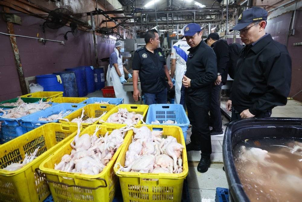 Pengarah KPDN Selangor, Mohd Zuhairi Mat Radey (tengah) melihat ayam yang sudah siap diproses pada Operasi Kita Gempur: KPDN Selangor bersama JAIS di rumah penyembelihan ayam di Puchong, malam ini. Foto Bernama