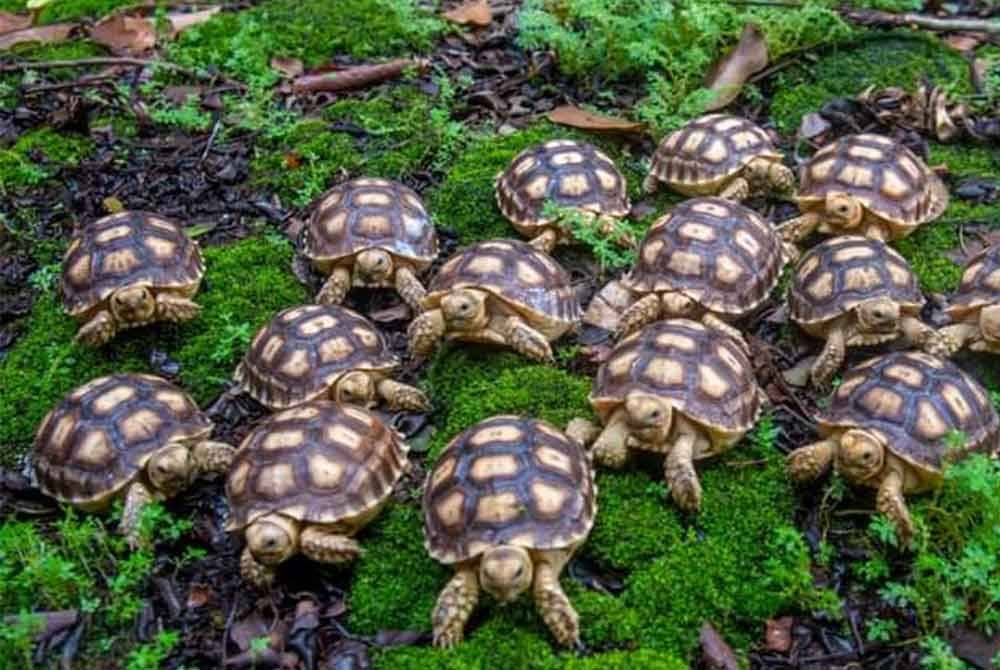 ZTNS mengumumkan kelahiran 16 ekor anak kura-kura Sulcata menerusi kejayaan pembiakan yang pertama bagi spesies tersebut di zoo berkenaan. Foto Facebook Zoo Taiping & Night Safari.