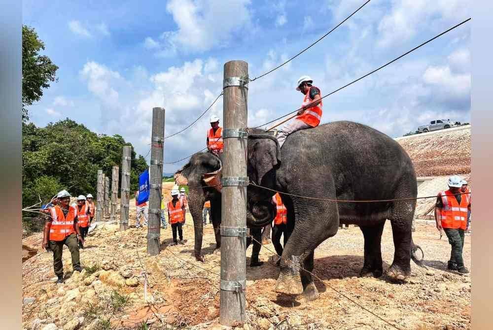 Ujian ketahanan prototaip pagar halangan fizikal gajah yang dilakukan pada 23 Oktober lalu. Foto ihsan MRL