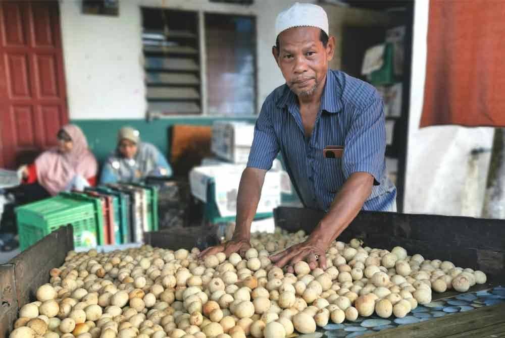 Razali menunjukkan antara duku yang diperoleh dari pekebun sekitar daerah Hulu Terengganu.