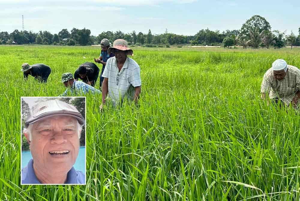 Beralih Sebuah Piama merakam seluruh aspek kehidupan petani dengan kesungguhan dan kecermatan pengarang dengan mempersiap latar peristiwa, segala perjalanan dan monumennya - Gambar hiasan, gambar kecil: Osman Ayob