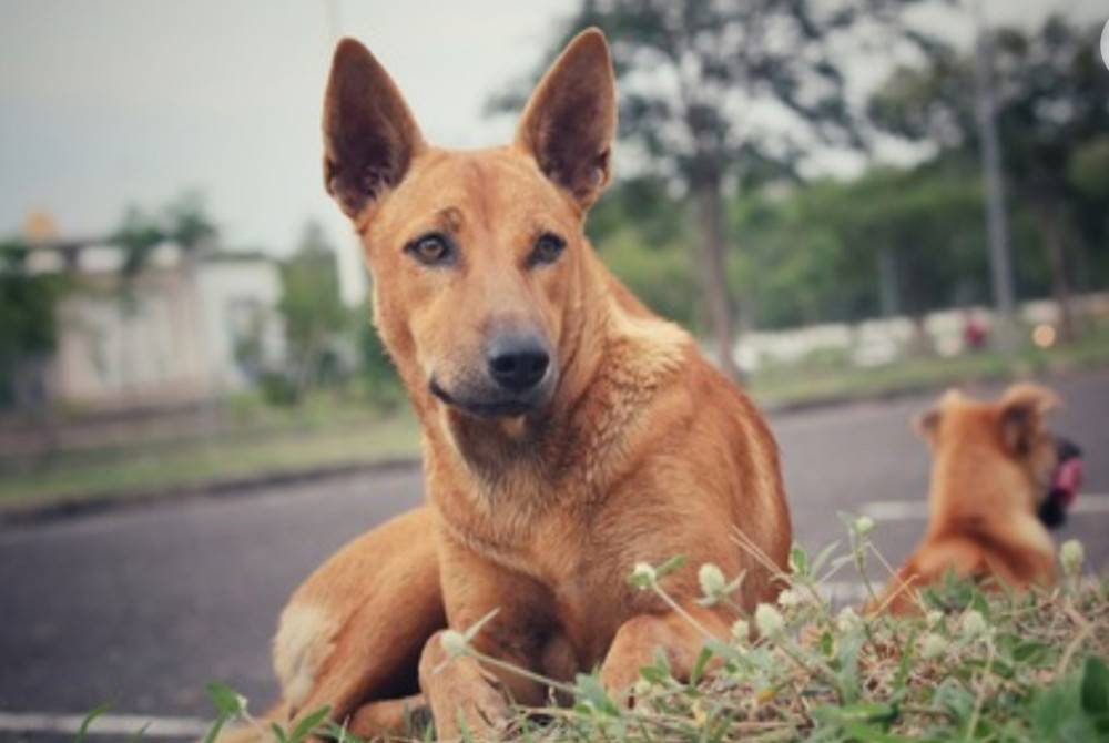 seorang kanak-kanak berusia dua tahun maut akibat diserang anjing liar dalam kejadian di Kampung Sungai Tohok pada Ahad. Foto hiasan