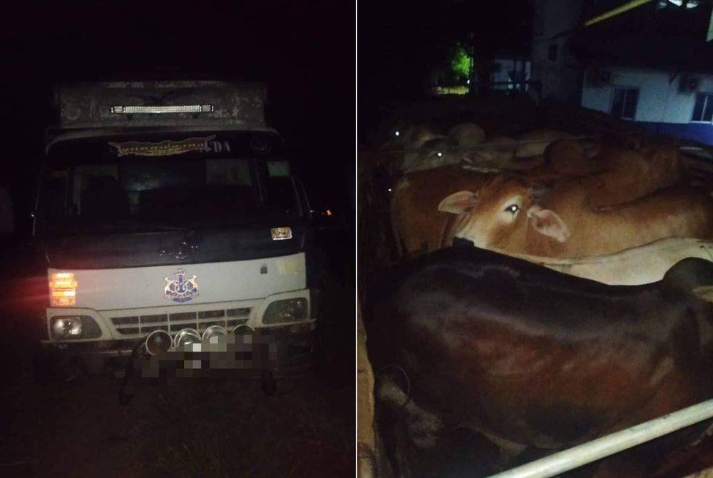 PGA Kuantan merampas lembu yang dipercayai diseludup dari Thailand.