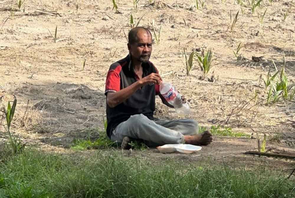 Toupit ditemui di sebuah ladang kelapa sawit di Bukit Rotan di Kuala Selangor pada Selasa.