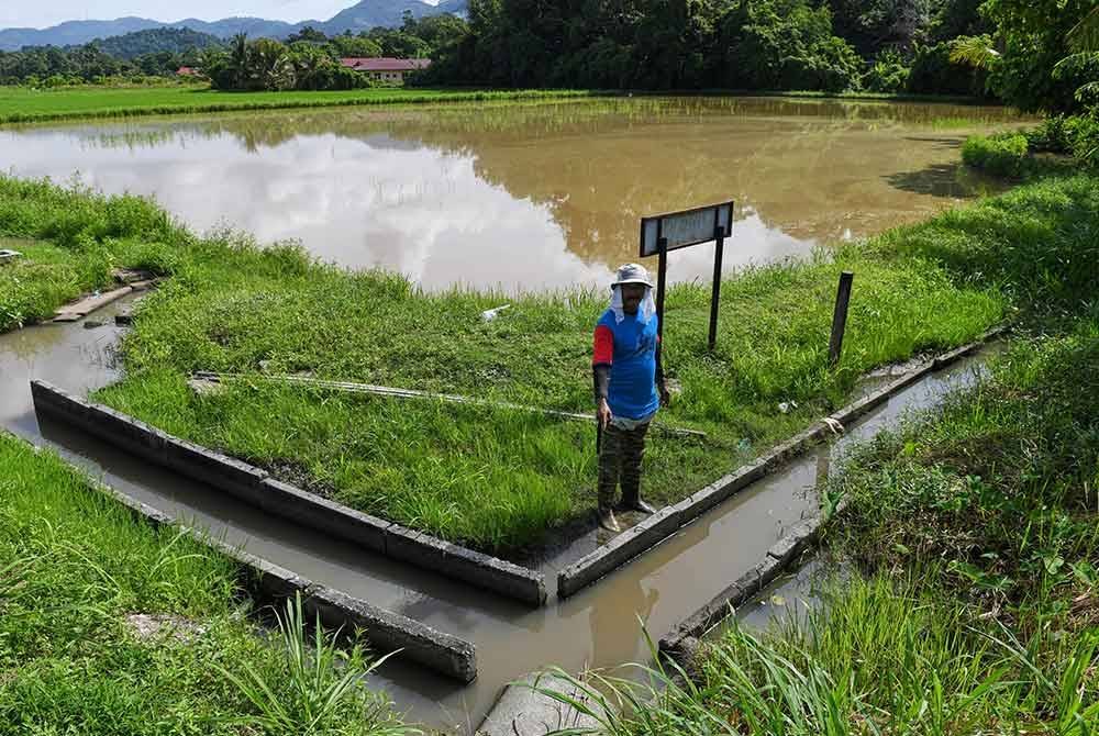 Hasiah menunjukkan petak sawahnya yang dipenuhi air yang tidak dapat disalirkan keluar, menyebabkan semua benih padi yang ditabur mati. Foto Bernama