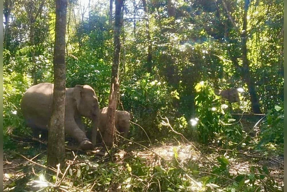 Gajah yang mengganggu kebun penduduk di Kampung Dendong, Batu Melintang berjaya ditangkap perhilitan Kelantan. Foto ihsan Perhilitan