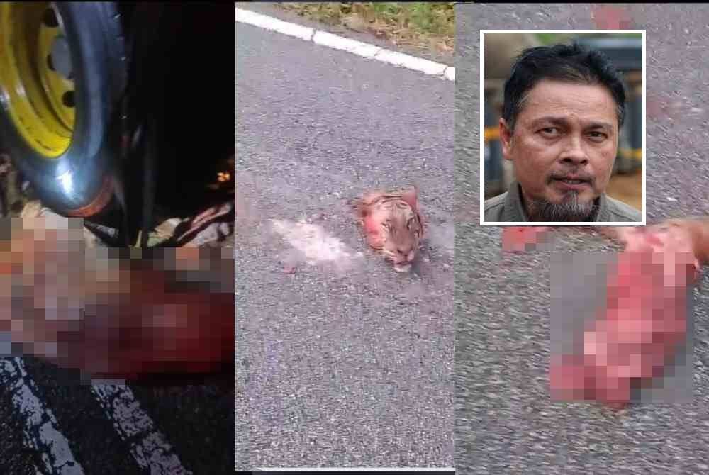 Tangkap layar video tular menunjukkan seekor harimau mati selepas terpelosok di bawah lori di Kilometer 67.1 Jalan Raya Timur Barat (JRTB) dekat Gerik pada Sabtu. Gambar kecil: Yusoff