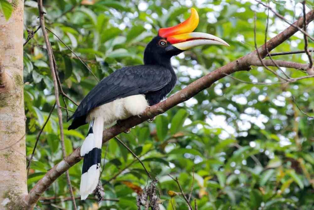 Burung enggang. Gambar hiasan