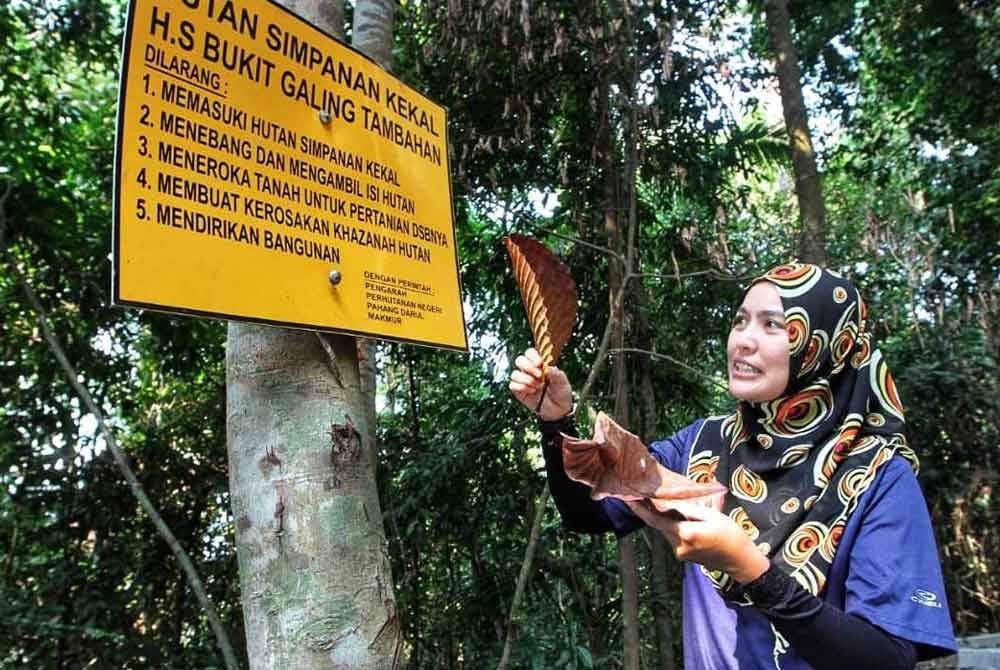 Pahang tutup sementara Taman Eko Rimba, Hutan Taman Negeri ekoran MTL.