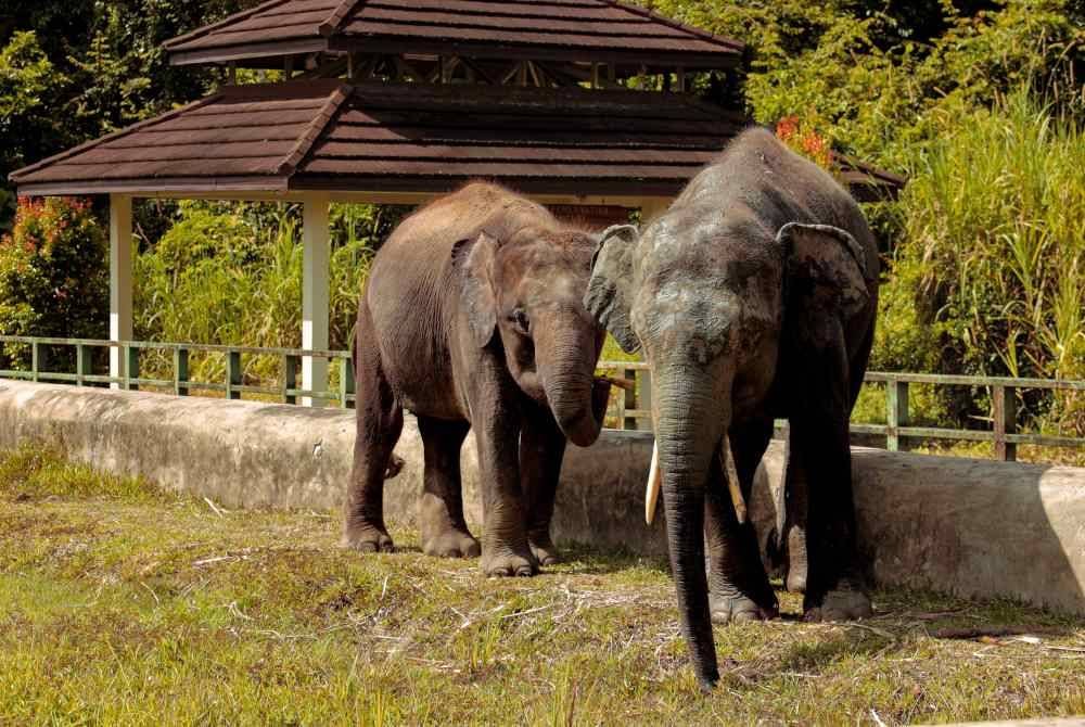 Antara dua ekor gajah Pygmy yang berusia antara 30 hingga 50 tahun.