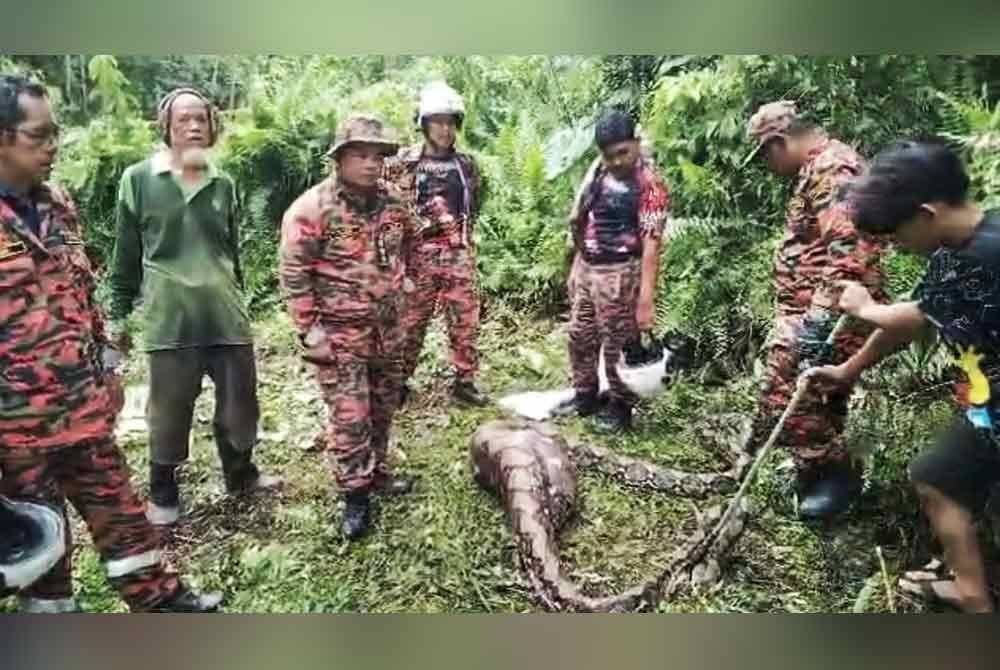 Misteri kehilangan seekor kambing betina terjawab apabila haiwan itu ditemukan dibaham ular sawa batik sepanjang enam meter dalam kebun getah di Kampung Lata Rek, Kuala Krai pada Rabu.