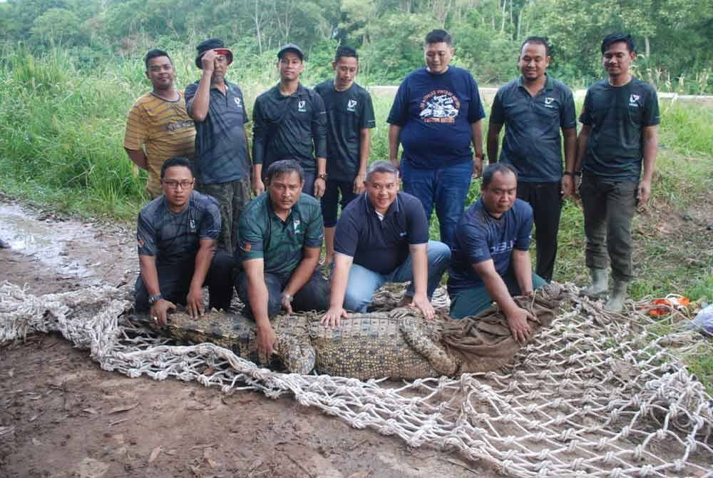 Rais (depan, tiga dari kiri) menunjukkan buaya tembaga yang berjaya ditangkap di Sungai Malim di sini, pada petang Khamis.