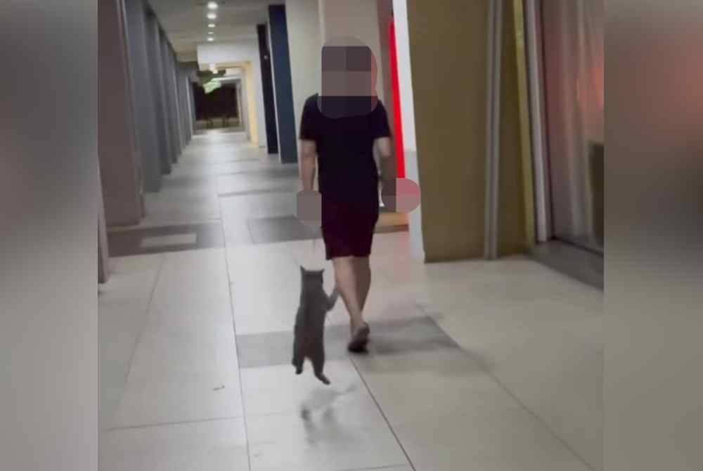 Tangkap layar video tular memaparkan seorang individu didapati mendera seekor kucing pada Sabtu.