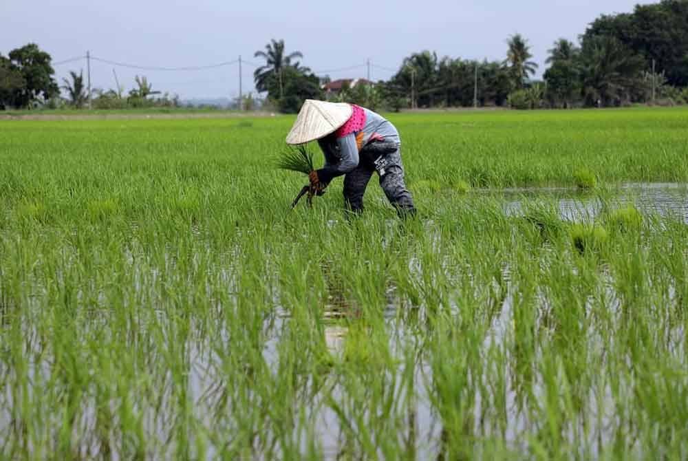 KPKM sedang meneliti cadangan bagi pelaksanaan pembekalan dan penghantaran input pertanian bersubsidi secara persaingan terbuka. Gambar hiasan