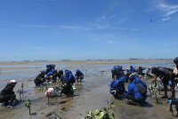 Sebahagian peserta program menanam pohon bakau.