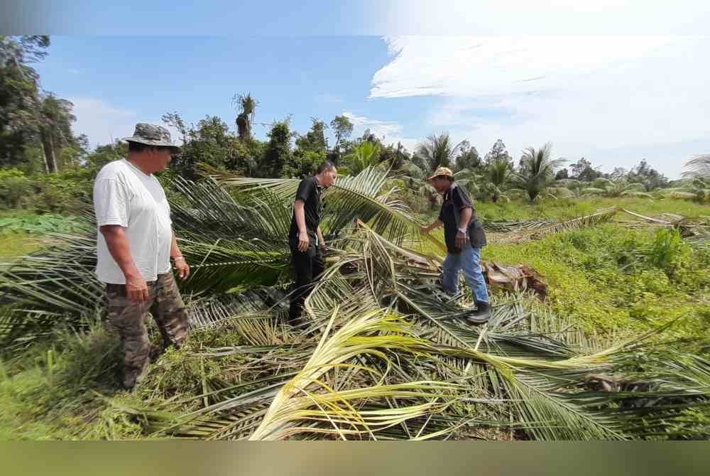 Mohamad Azhar (tengah) melihat pokok kelapa yang dimusnahkan sekumpulan gajah di ZPM Sedili Kecil, Kota Tinggi baru-baru ini.