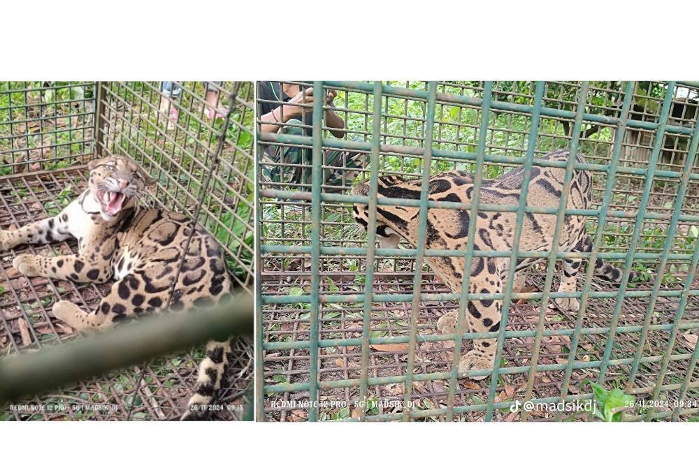 Perhilitan berjaya menangkap seekor harimau dahan jantan yang dipercayai berkeliaran di pinggir Kampung Lubuk Tualang di Sik. Foto Facebook