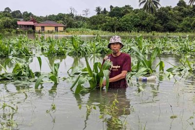 Muhammad tidak sempat menikmati hasil apabila lebih 2,000 batang pokok jagung ditenggelami banjir di Kampung Slow Teliar, Machang pada Khamis. Foto ihsan pembaca