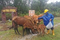 Saman memberi lembunya makan bagi memastikan haiwan itu tidak kelaparan sepanjang musim tengkujuh.