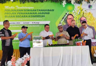 Hendrus (tiga dari kiri) dan Yahya (tiga dari kanan) menunjukkan jagung bijian yang ditanam secara komersial pada majlis menandatangani perjanjian dengan pemilik tanah di Tandek, Kota Marudu.