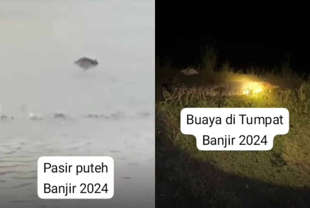 Video tular di media sosial berkenan penemuan buaya di Pasir Puteh dan Tumpat