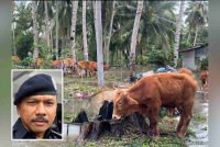 Dua warga emas menjadi korban angkara menjaga ternakan di Machang di sini, pada Ahad, menjadikan kesemua mangsa lemas banjir di negeri ini seramai lima individu. Gambar hiasan (Gambar kecil: Mohd Yusoff )