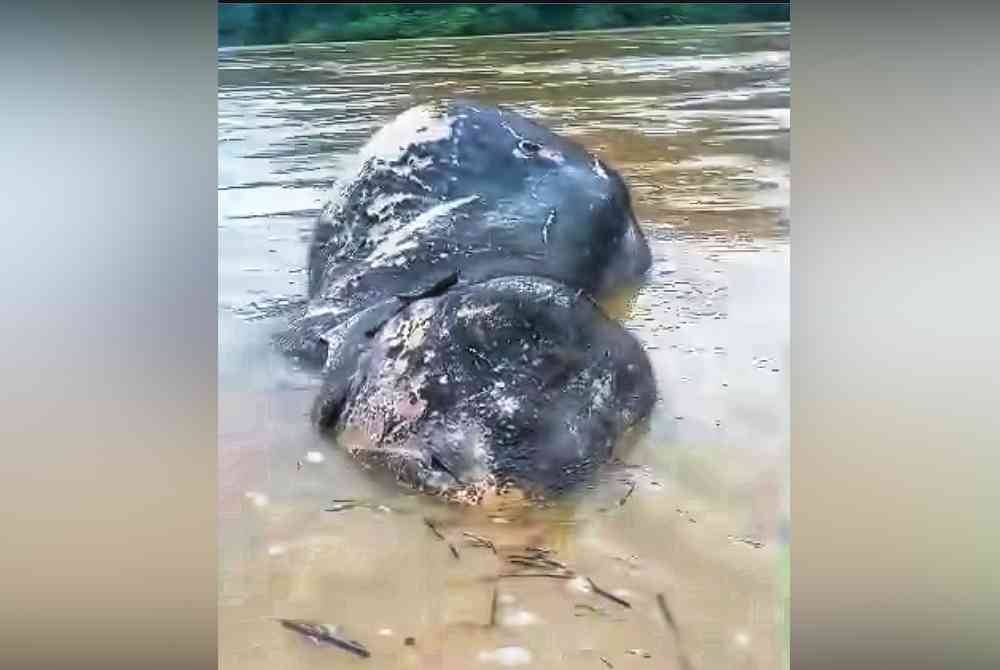 Tangkap layar klip video memaparkan bangkai gajah tersebut yang ditemui Azman pada Ahad.