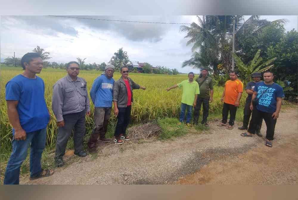 Pesawah kecewa apabila harga lantai belian padi turun daripada RM1,600 kepada RM1,500 secara tiba-tiba.