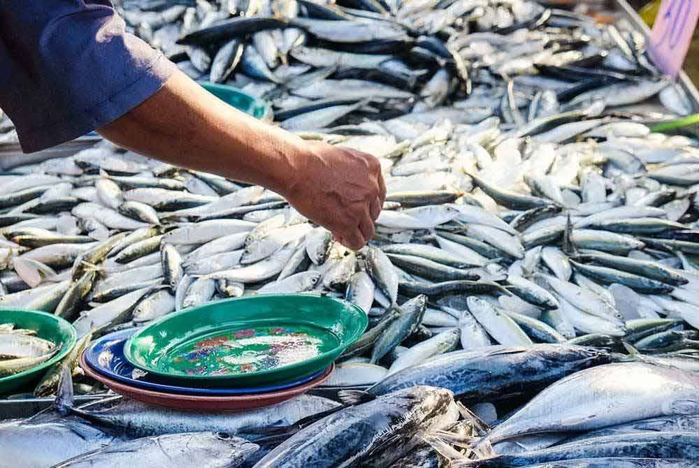 Bekalan ikan di Pahang dijamin mencukupi sepanjang tempoh Monsun Timur Laut (MTL) yang bermula 5 November lalu sehingga Mac tahun hadapan.Foto hiasan