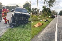 Keadaan bahagian hadapan Toyota Hilux selepas berlanggar dengan Honda Civic dalam kejadian di Kilometer (km) 57, Jalan Kuala Terengganu - Kota Bharu dekat Rhu 10 di Setiu pada Selasa.