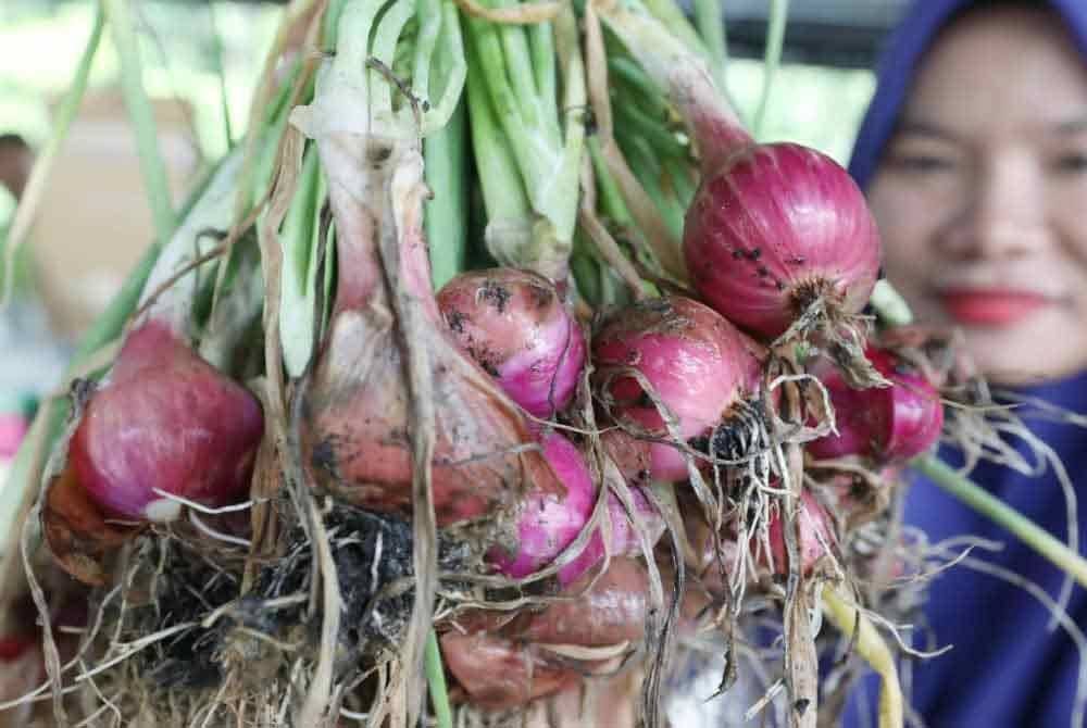 Pegawai Pertanian Daerah Kuantan menunjukkan bawang merah yang diusahakan pekebun.