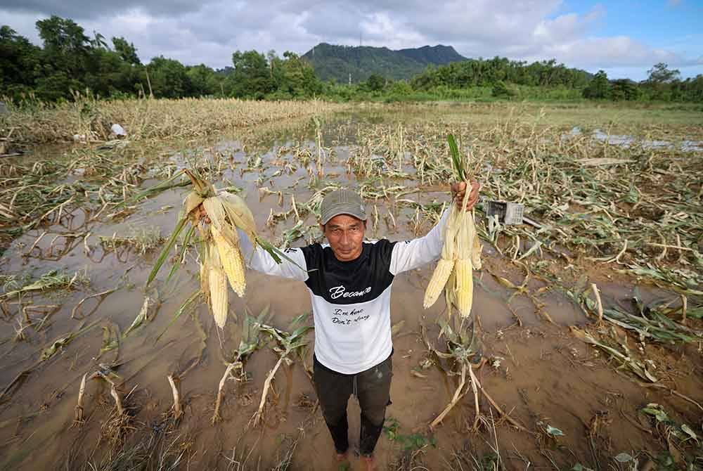 Pemilik kebun, Mohd Noor Besar menunjukkan jagung yang rosak disebabkan banjir yang melanda ladangnya di Jalan Durian Mentangau pada Rabu. Foto Bernama