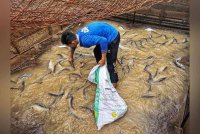 Muhammad Alif memilih ikan patin yang dilelong dari sangkar miliknya di Kampung Lada dekat Jerantut.