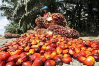 Kepelbagaian, profil nutrien dan potensi kemampanan minyak sawit menjadikannya sebagai sumber penting, bagaimanapun ia kerap tidak dimanfaatkan, menurut ahli akademik Amerika Syarikat. Foto hiasan