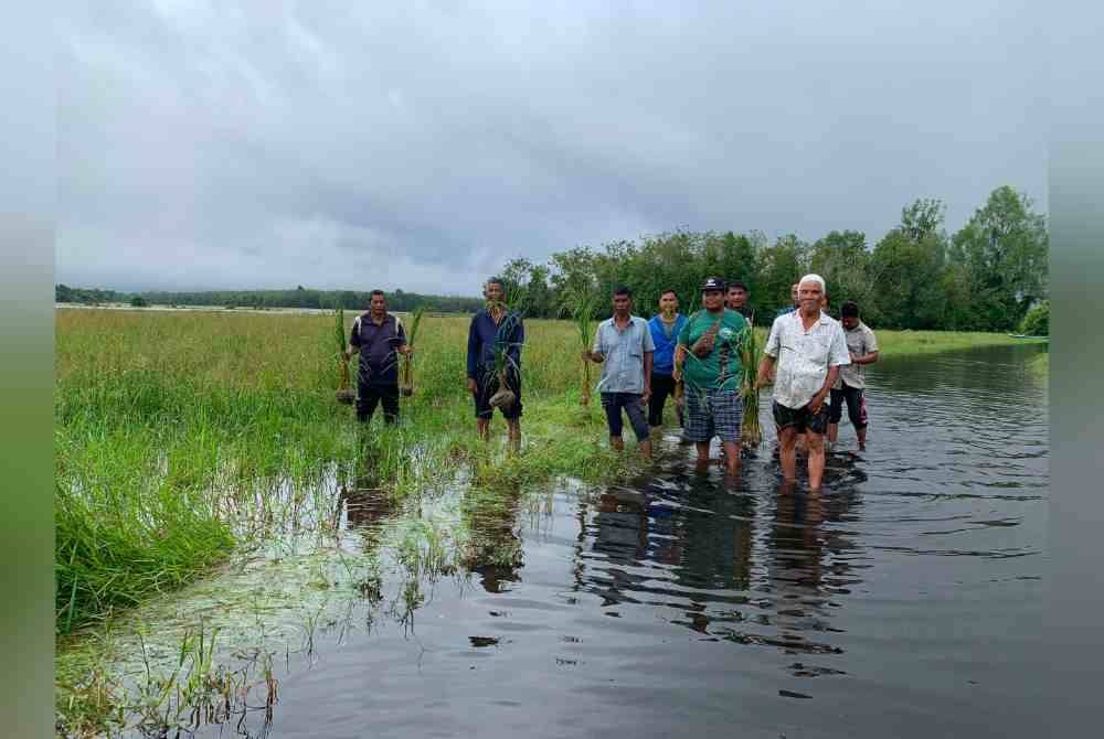 Banjir gelombang pertama yang menjejaskan tanaman padi di Gual Periok, Pasir Mas.