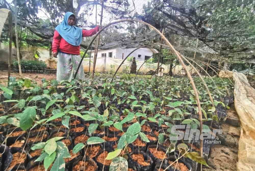 Tijah menunjukkan sebahagian daripada 12,000 semaian anak pokok balak yang ditenggelami air.