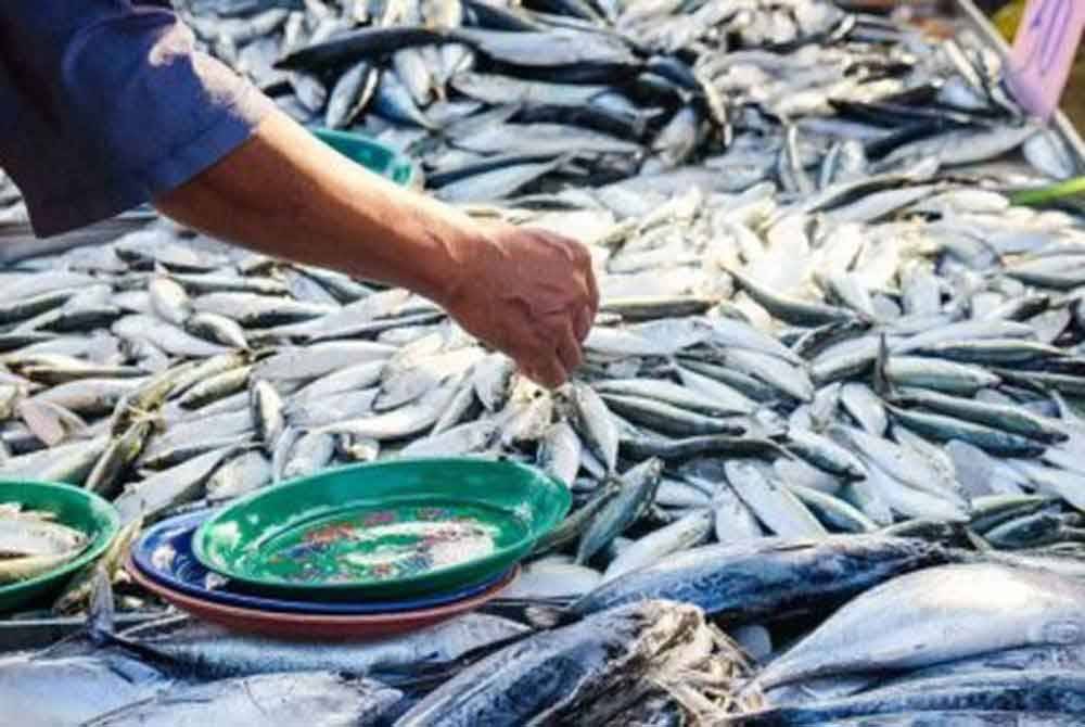 LKIM jamin stok ikan mencukupi sekali gus mampu menampung permintaan pengguna sepanjang musim tengkujuh. Foto hiasan