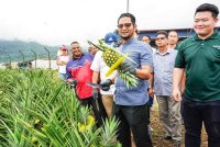 Sheikh Umar menunjukkan nanas MD2 yang diusahakan menerusi PPP Felda di TPKM, Lanchang. Foto ihsan FB LPNM